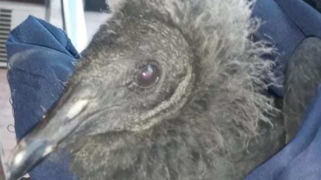 Encontraron un cuervo en las calles de Córdoba.
