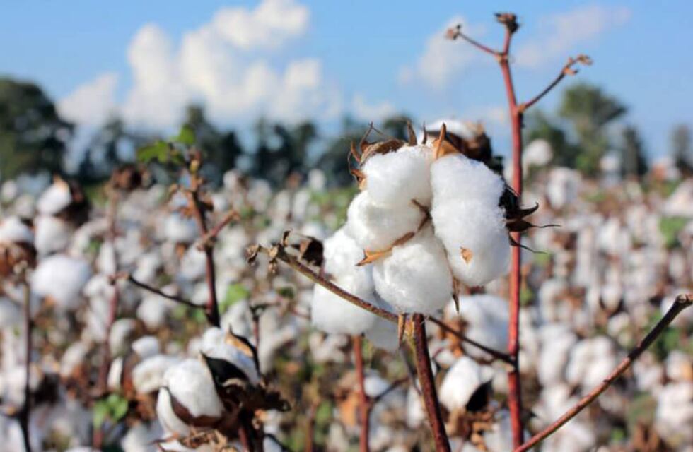 Campaña algodonera 2022/2023