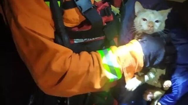 Rescataron a un gato que había caído a un pozo de 15 metros de profundidad en Iguazú.