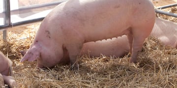 Tandil, uno de los sitios en donde registraron casos de triquinosis