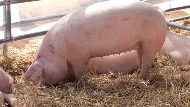 Tandil, uno de los sitios en donde registraron casos de triquinosis