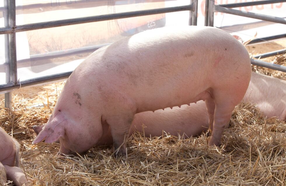 Tandil, uno de los sitios en donde registraron casos de triquinosis