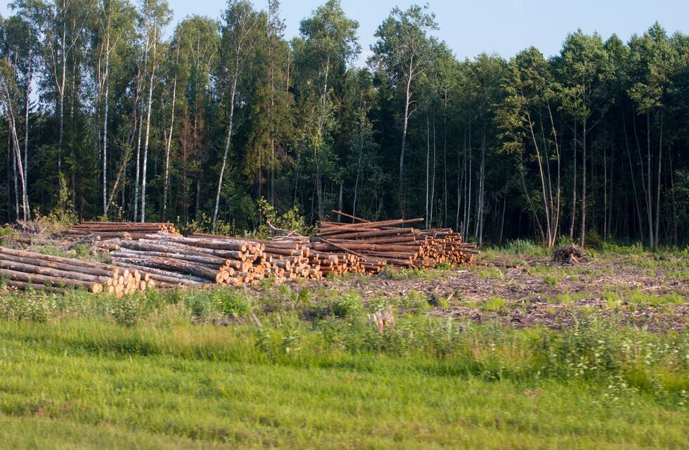 Luego de talar 1200 árboles, un complejo de esquí de Chubut deberá pagar una multa millonaria
