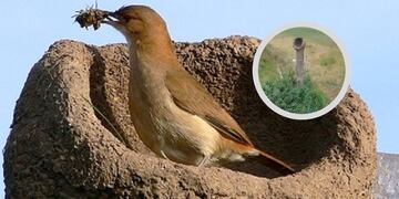 En medio de la sequía un entrerriano se solidarizó con un hornero a construir su nido.