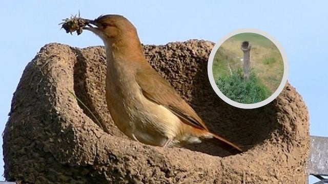 En medio de la sequía un entrerriano se solidarizó con un hornero a construir su nido.