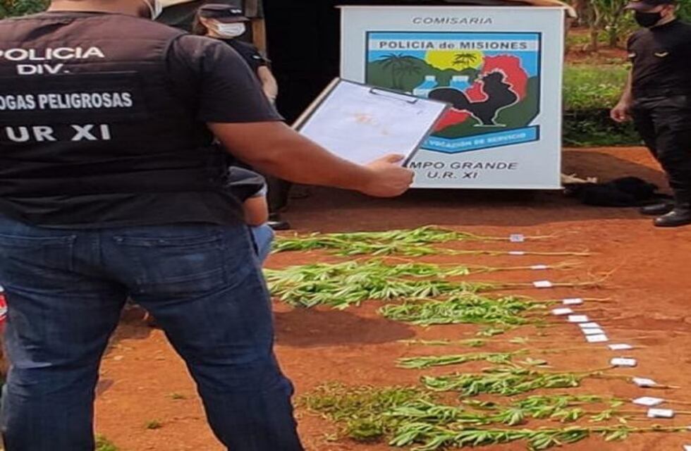 Secuestraron plantines de marihuana en Campo Grande