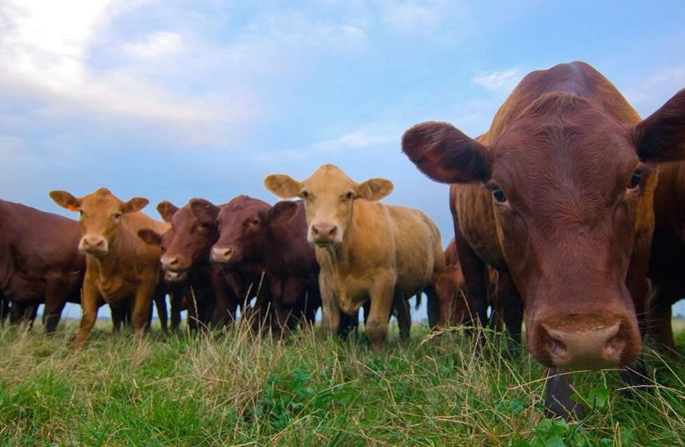 Producir pasto de calidad, algo clave en la producción ganadera