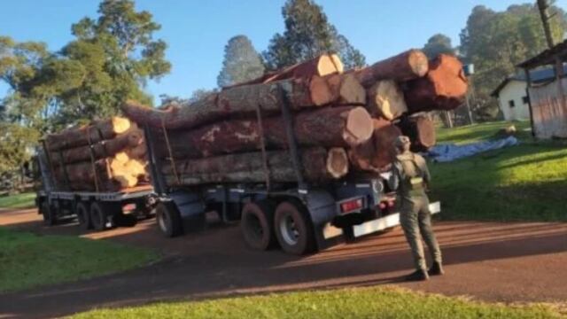 Incautan cargamento de madera nativa en San Pedro.