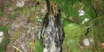 La intensidad del temporal fue tal que provocó además la muerte de aves. Diario de Cuyo