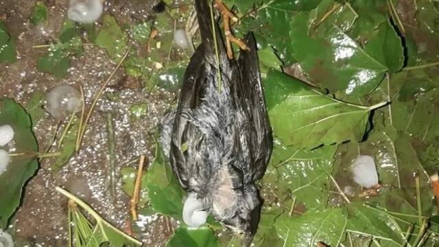 La intensidad del temporal fue tal que provocó además la muerte de aves. Diario de Cuyo