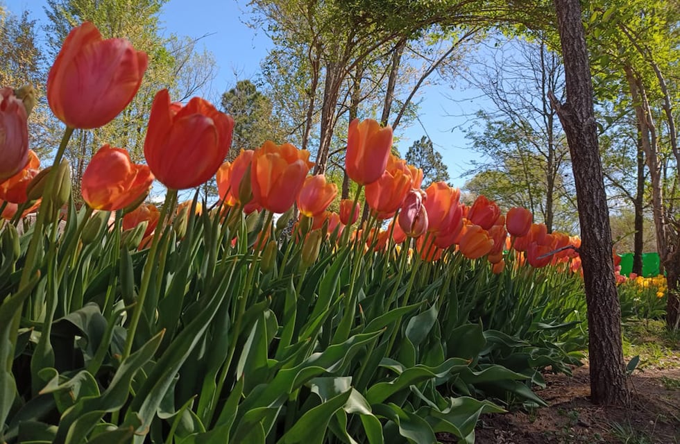 En Córdoba se puede merendar en un campo de tulipanes: de qué se trata la propuesta y dónde queda