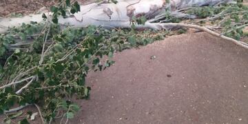 Las fuertes ráfagas de viento derribaron árboles y redes del tendido eléctrico.