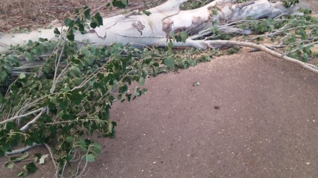 Las fuertes ráfagas de viento derribaron árboles y redes del tendido eléctrico.