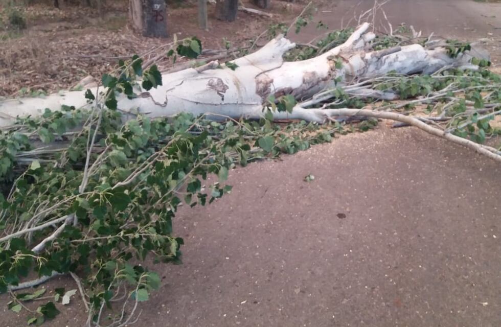 Fuertes ráfagas de viento derribaron árboles y tendidos de energía eléctrica