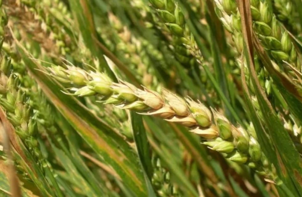 El ministerio de Desarrollo Agrario lanzó la 6ta edición del programa gratuito de análisis de calidad de trigo