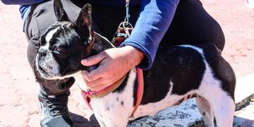 Centro de castraciones móviles en Córdoba.