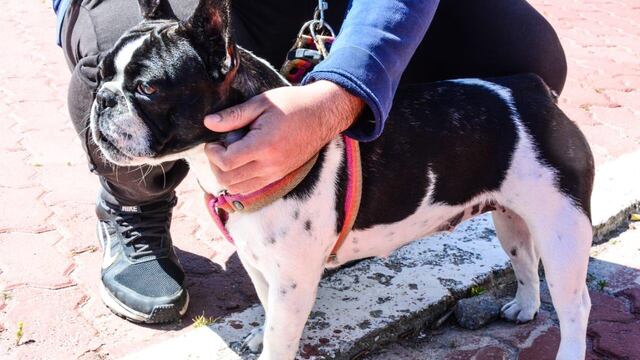 La Municipalidad de Ushuaia evaluó” la jornada de “Zoonosis Más Cerca” en el Paseo de Las Rosas.