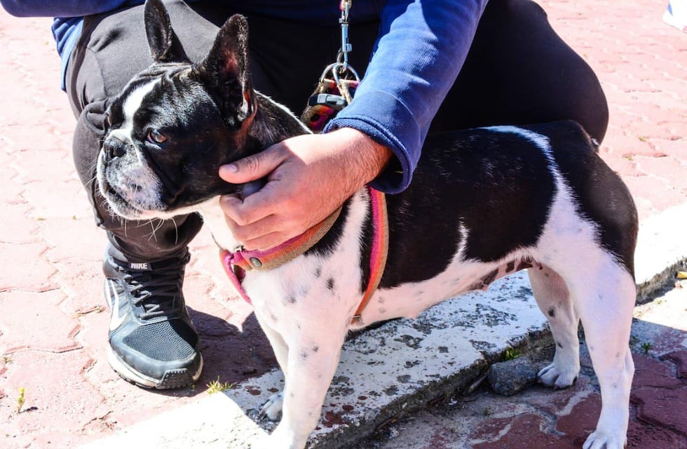 Córdoba: móviles de castraciones gratuitas para mascotas domésticas y en situación de calle