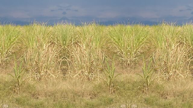 Entidades del sector productivo de Jujuy gestionan medidas que permitan paliar los serios perjuicios provocados en los campos por la prolongada sequía.