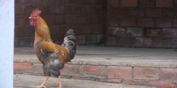 Multan a un vecino de Coronel Pringles porque su gallo canta