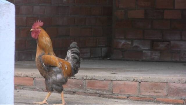 Multan a un vecino de Coronel Pringles porque su gallo canta