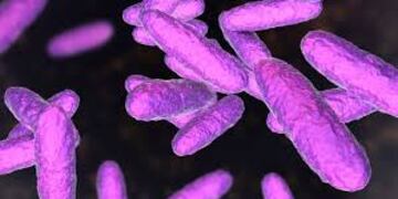 Un informe detalla que son cada vez más frecuentes los casos de bacterias "comecarne" que se transmiten vía sexual.