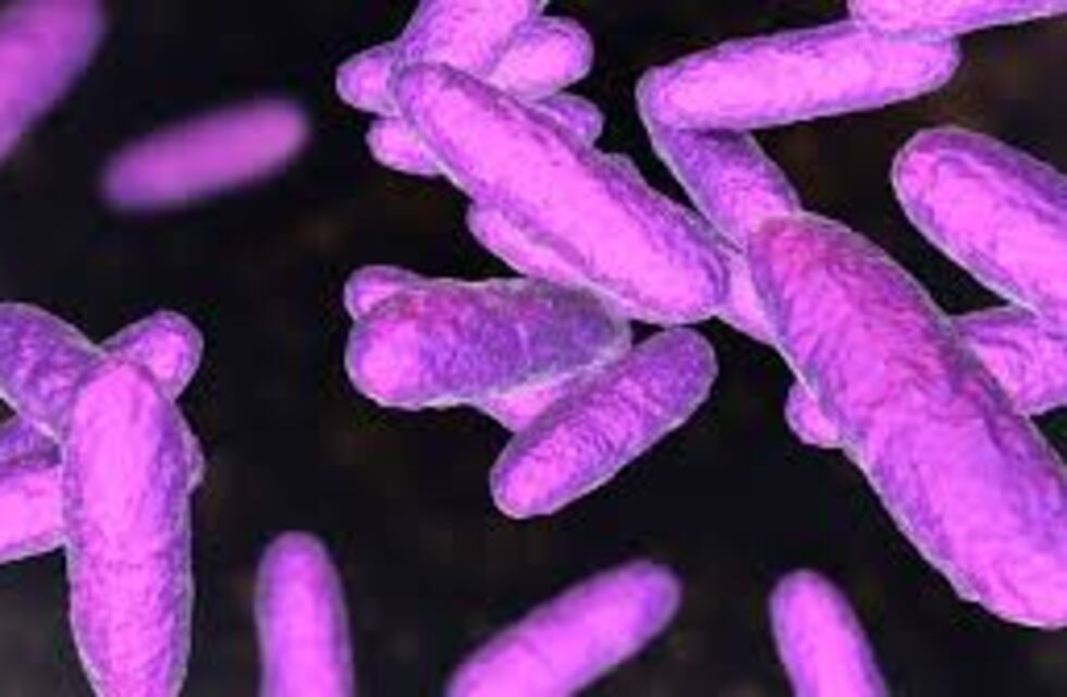 Reino Unido: crece la preocupación por una bacteria de transmisión sexual