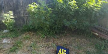 Se fueron de un hotel alojamiento sin pagar: los detuvieron y encontraron plantas de marihuana en su casa