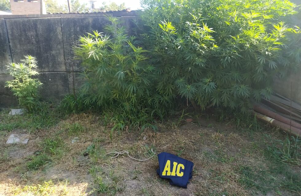 Se fue del “telo” sin pagar y amenzó con un arma: cuando lo detuvieron, encontraron varias plantas de marihuana
