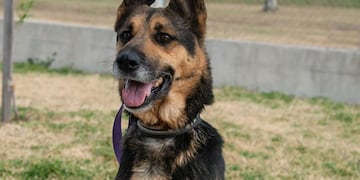 El Imusa esterilizó a 12.647 caninos durante 2022.
