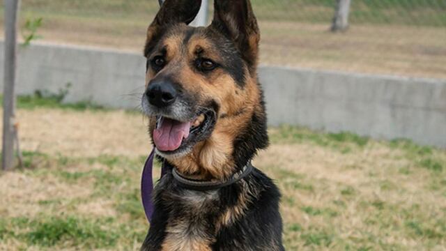 El Imusa esterilizó a 12.647 caninos durante 2022.