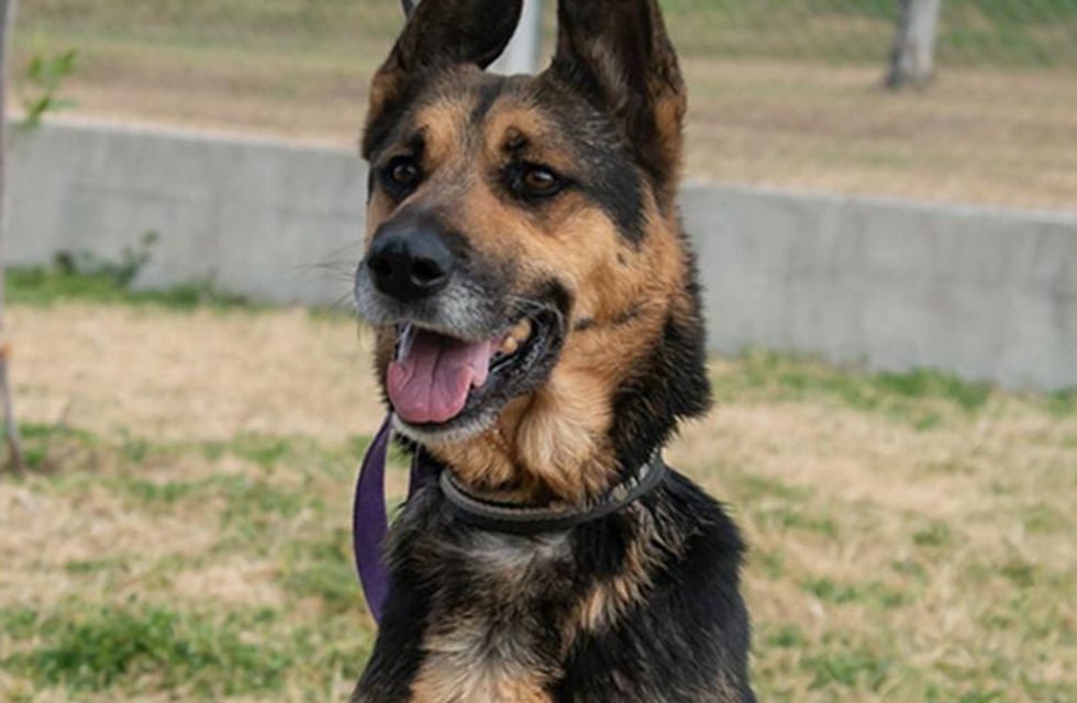 Adopción de perros y gatos en Rosario: abren registro online de postulantes