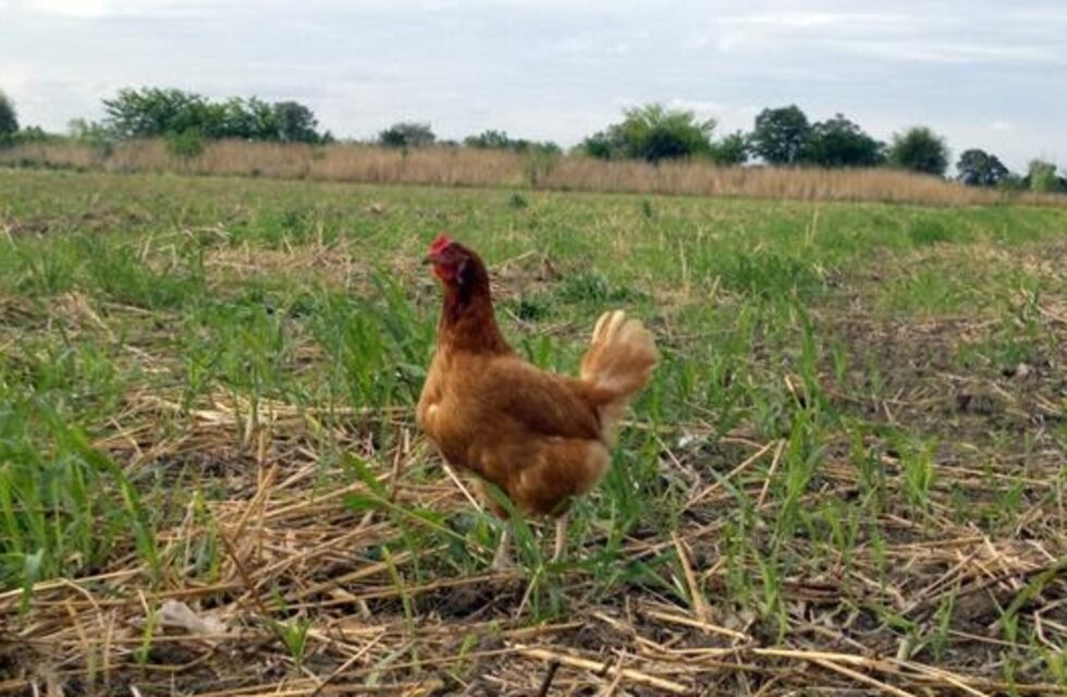 San Pedro será sede de la Fiesta Provincial de la Gallina Criolla en Misiones