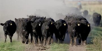 Rodeo de campo