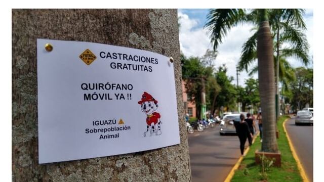 Castraciones gratuitas en Puerto Iguazú