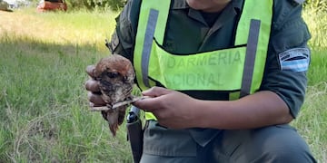 Recuperan una Lechuza Vizcachera en Puerto Iguazú.