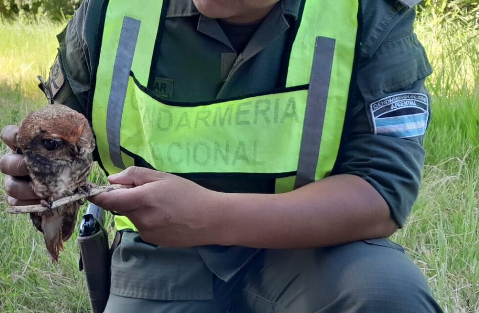 Recuperan una Lechuza Vizcachera en Puerto Iguazú