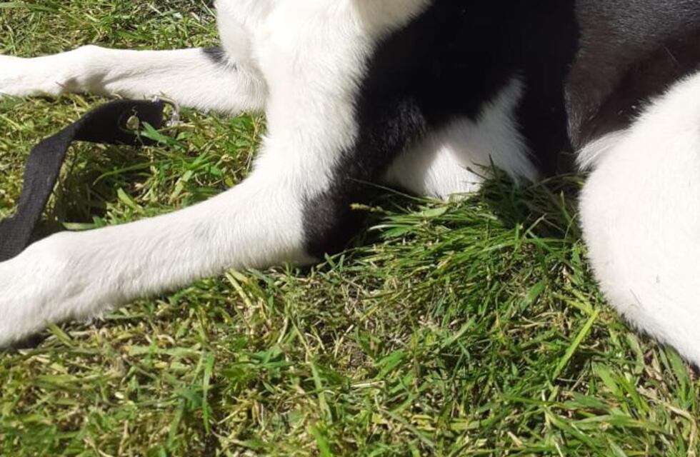 Nuevo cronograma del quirófano móvil y la vacunación antirrábica para animales