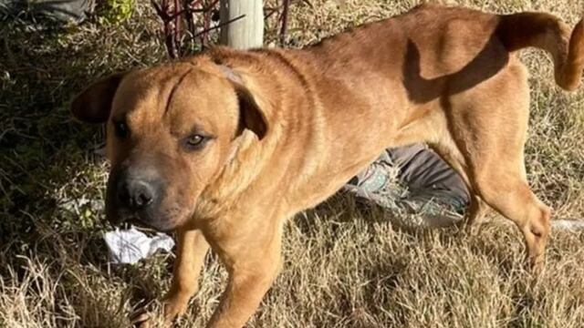 El animal todavía se encuentra en la casa de su propietario.