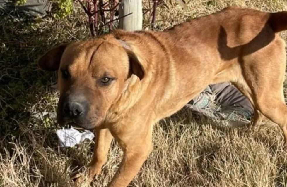 Feroz ataque de un perro a un niño de 2 años: le arrancó el cuero cabelludo