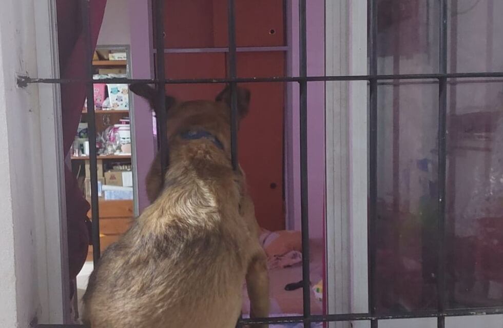 Rescataron a una perra encajada en la reja de una ventana en Córdoba: el video con el tierno final