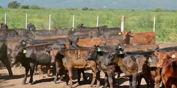 Nuevos terneros con análisis de los DEPS que a la larga generan menos mantenimiento