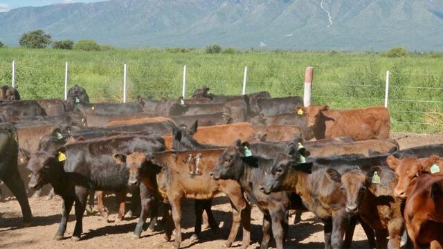 Nuevos terneros con análisis de los DEPS que a la larga generan menos mantenimiento