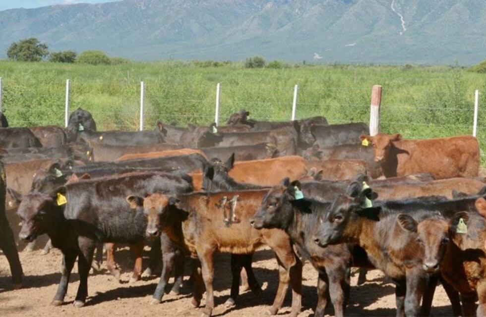 Peso al nacer: un dato muy importante en nuestras crías