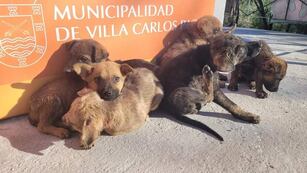 Cachorros abandonados en Carlos Paz