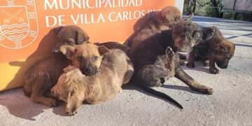 Cachorros abandonados en Carlos Paz