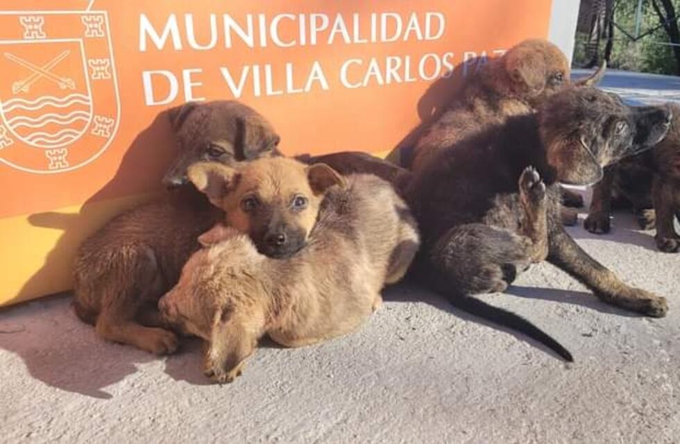Cachorritos abandonados en Carlos Paz: buscan hogares para seis perros abandonados en una bolsa
