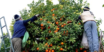 Trabajadores del citrus (imagen ilustrativa)