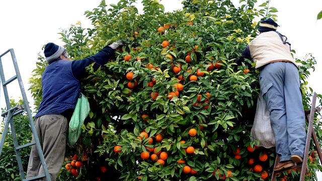 Trabajadores del citrus (imagen ilustrativa)