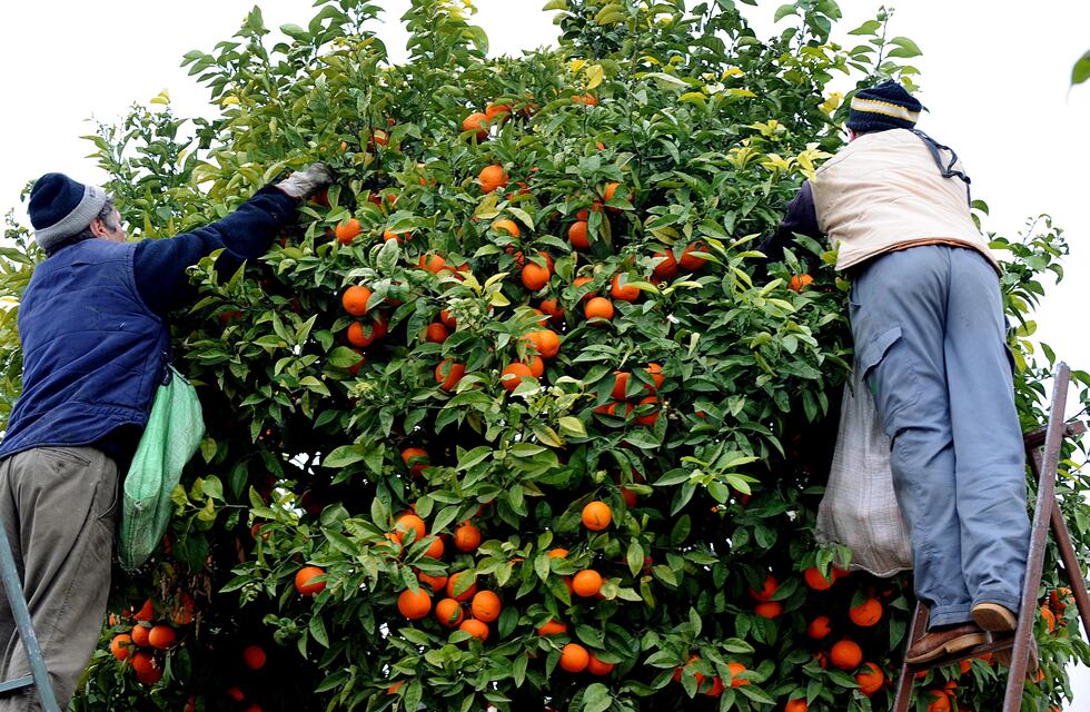 Acuerdan aumentos para trabajadores de la actividad citrícola de Jujuy